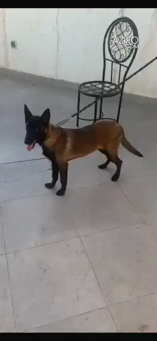Chien Berger Malinois de 1 an in Marrakech, MOROCCO | Azifo