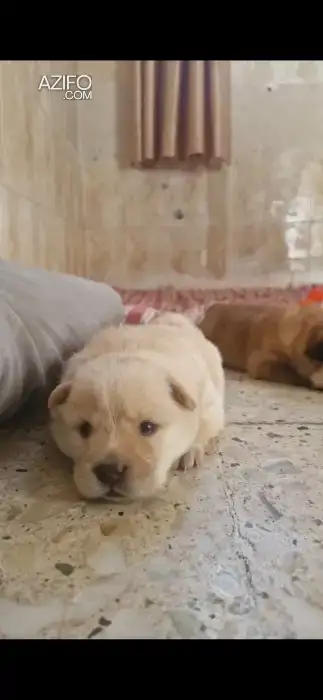 Portée de Chiots Chow Chow de 1 mois in Marrakech, MOROCCO | Azifo