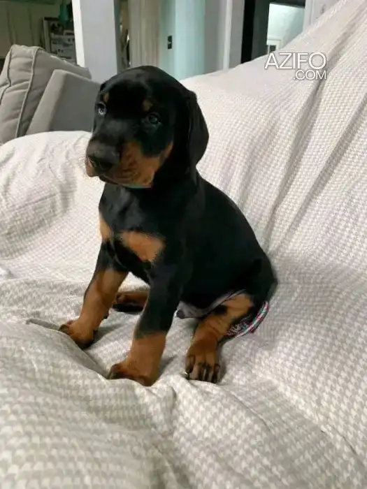 Portée de Chiots Dobermann in الدار البيضاء, MOROCCO | Azifo
