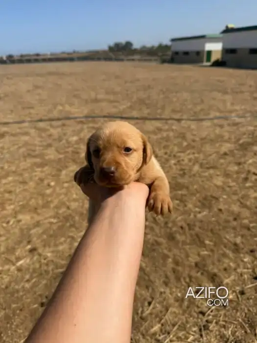 Portée de Chiots Labrador Retriever de 1 mois in الدار البيضاء, MOROCCO | Azifo