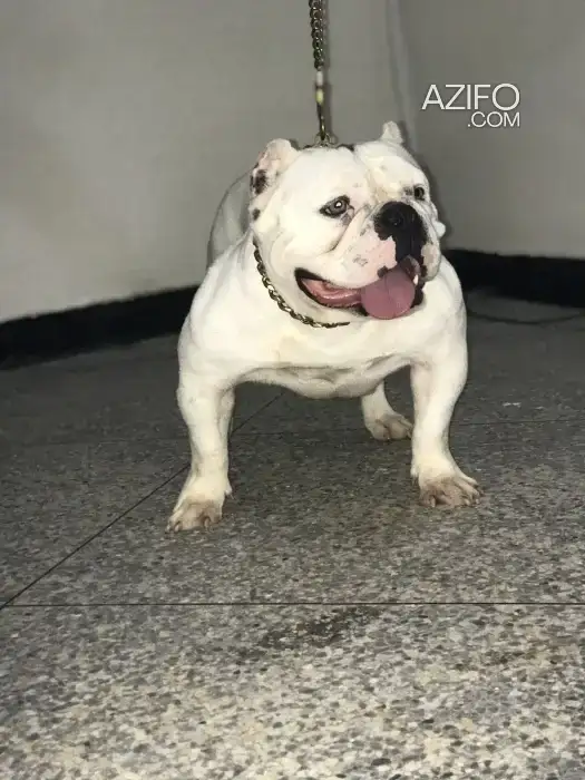 Chiot Femelle American Bully de 17 mois in تمارة, MOROCCO | Azifo