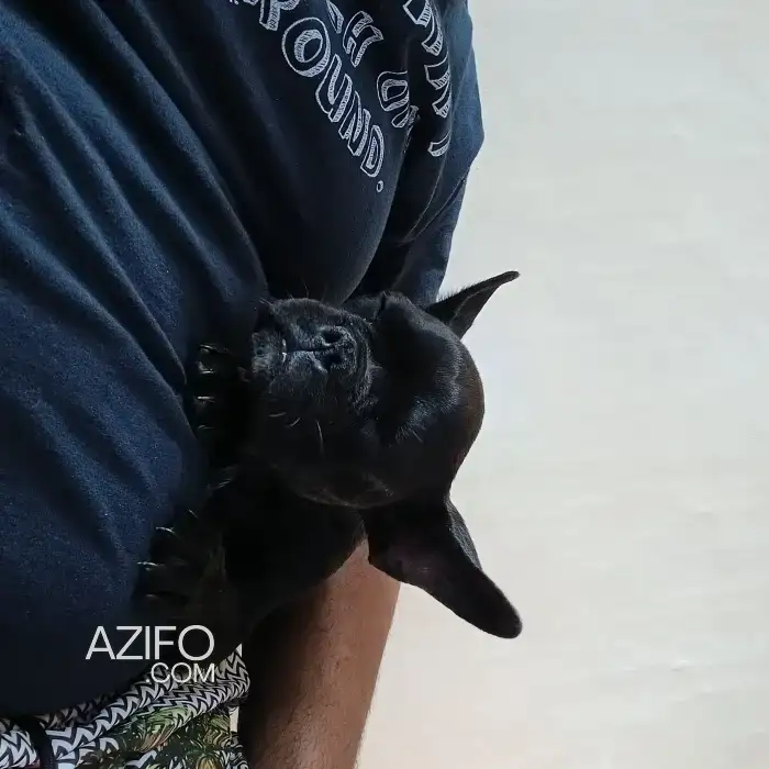 كلب bulldog francais أصيل للبيع in الرباط, MOROCCO | Azifo