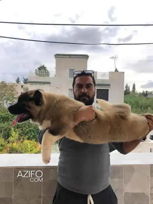 Chien Akita Inu in الناظور, MOROCCO | Azifo