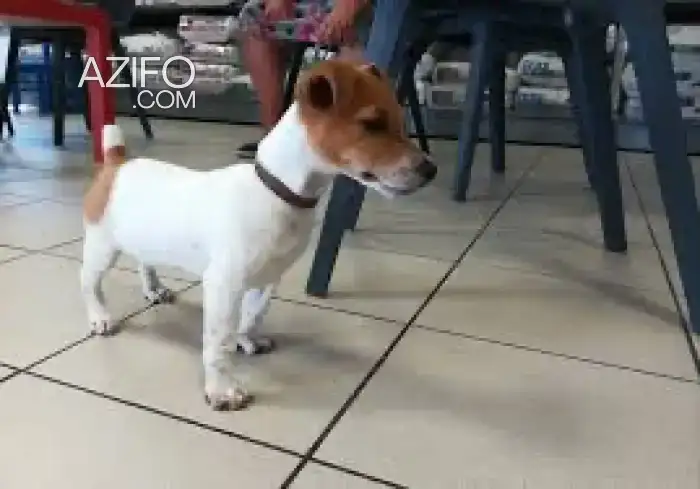 Portée de Chiots Jack Russell Terrier de 2 mois in Témara, MOROCCO | Azifo