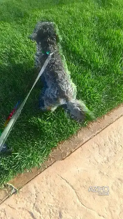 Adoption : Bichon Maltais in الرباط, MOROCCO | Azifo