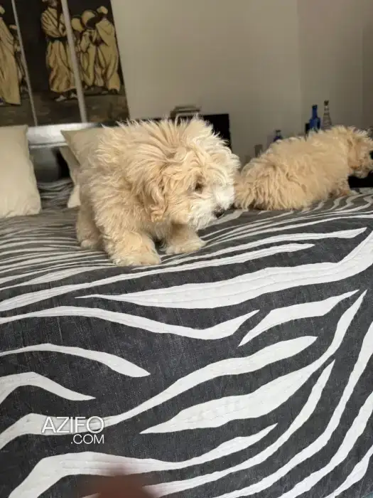 Portée de Chiots Maltipoo (Croisé Bichon et Caniche) in الدار البيضاء, MOROCCO | Azifo