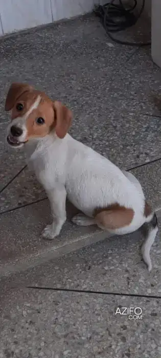 Chiot Mâle Jack Russell Terrier de 3 mois in الدار البيضاء, MOROCCO | Azifo