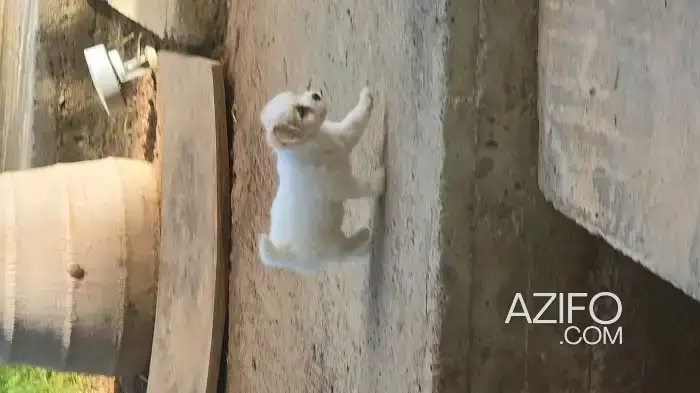 Portée de Chiots Bichon Chocolat de 8 semaines in الرباط, MOROCCO | Azifo