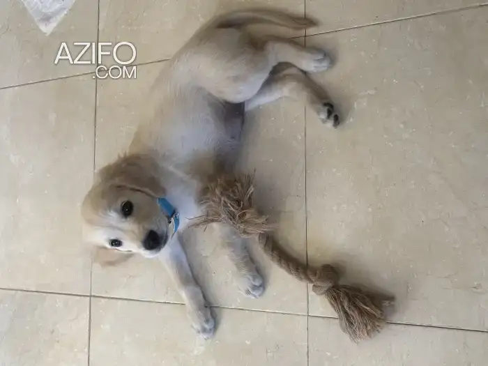 Chiot Femelle Golden Retriever de 2 mois in الدار البيضاء, MOROCCO | Azifo