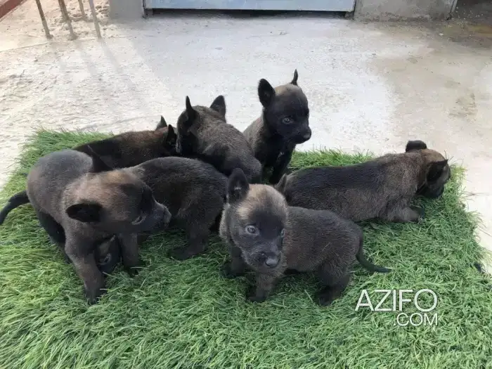 Portée de Chiots Berger Malinois Charbonné in مكناس, MOROCCO | Azifo