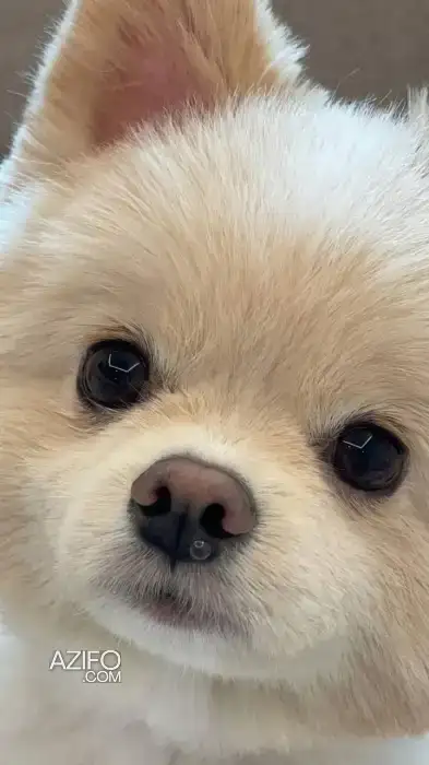 Chiot Mâle Spitz de 3 mois in الدار البيضاء, MOROCCO | Azifo
