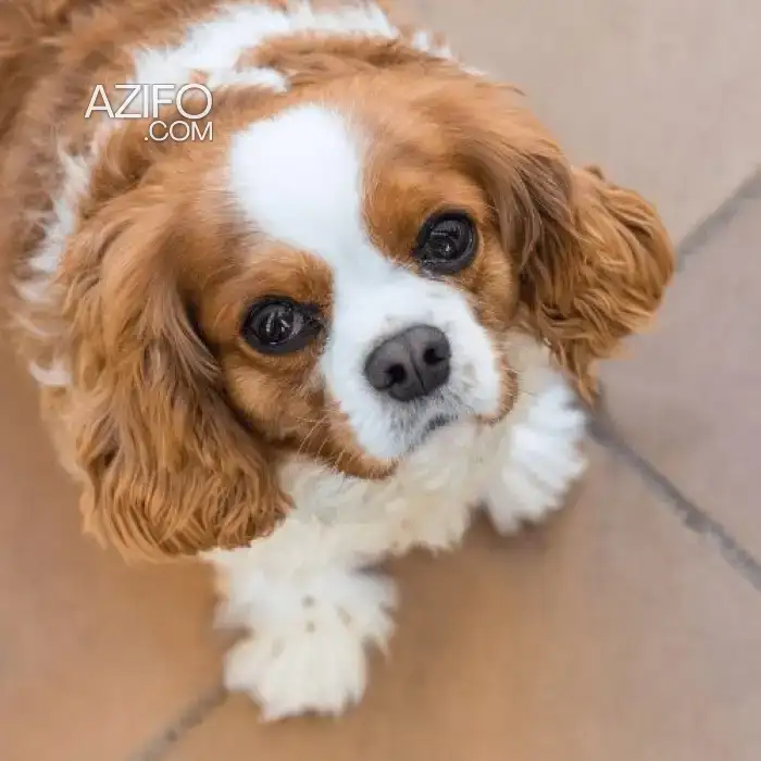 Chiot Mâle Cavalier King Charles de 3 mois in الدار البيضاء, MOROCCO | Azifo