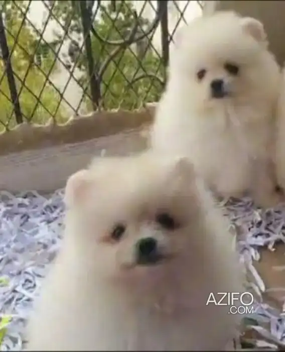 Chiot Spitz Poméranien (Loulou de Poméranie) de 2 mois in الدار البيضاء, MOROCCO | Azifo