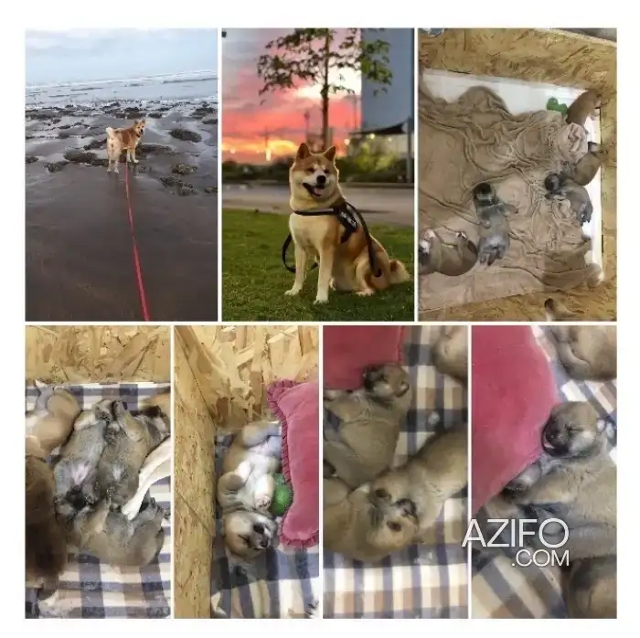 Portée de Chiots Akita Inu in الدار البيضاء, MOROCCO | Azifo