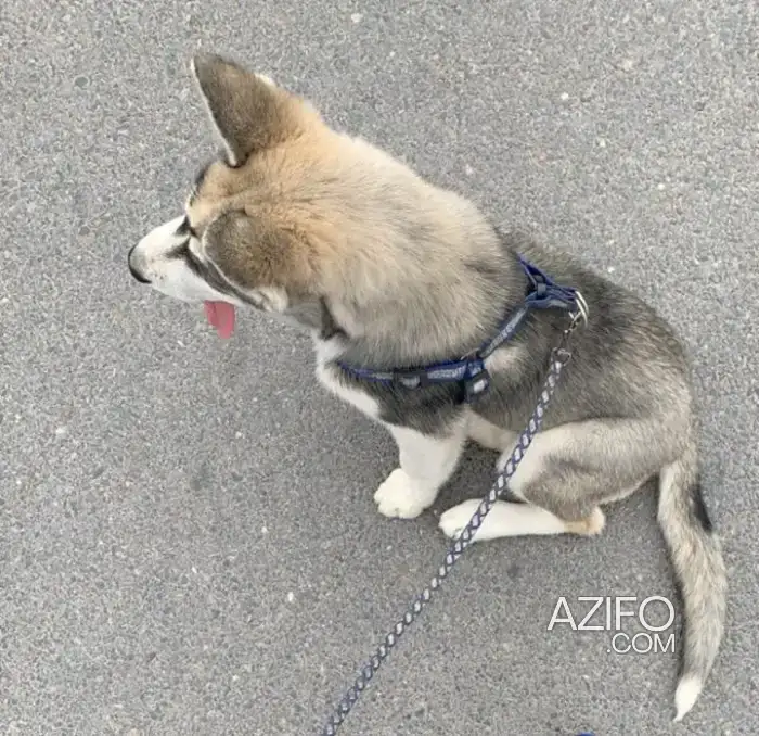 Chiot Husky Sibérien de 3mois in الرباط, MOROCCO | Azifo