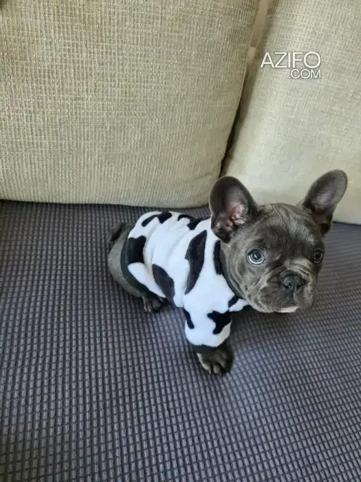 Chien Bulldog Français in الدار البيضاء, MOROCCO | Azifo