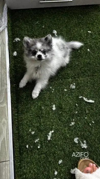Chien Spitz Poméranien (Loulou de Poméranie) in Casablanca, MOROCCO | Azifo
