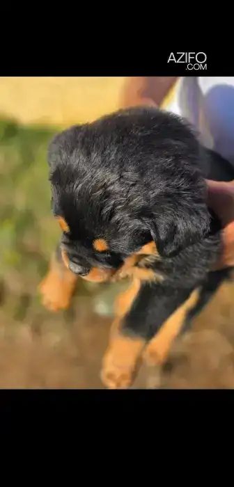 Portée de Chiots Rottweiler in الدار البيضاء, MOROCCO | Azifo