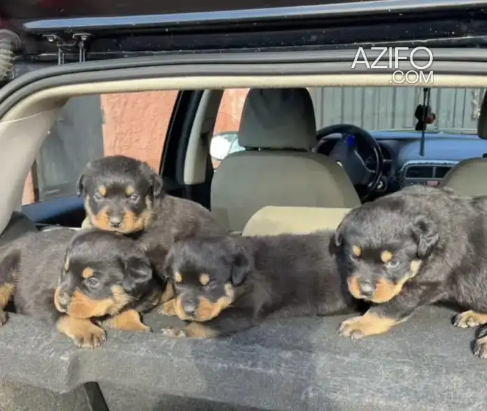 Chiot Femelle Rottweiler de 2 mois in الدار البيضاء, MOROCCO | Azifo