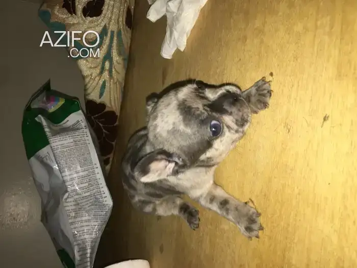 Portée de Chiots Bulldog Français Merle in مراكش, MOROCCO | Azifo