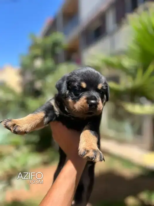 Chiot Rottweiler in الرباط, MOROCCO | Azifo