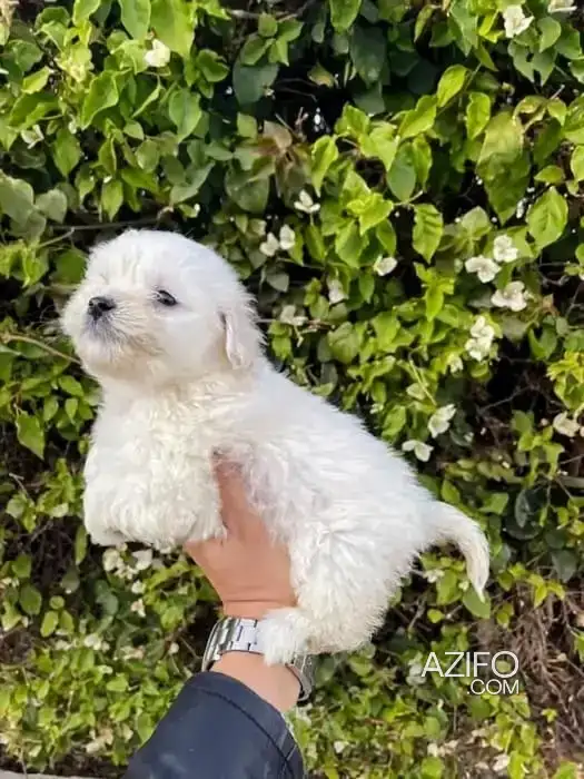 Portée de Chiots Bichon Maltais in الدار البيضاء, MOROCCO | Azifo