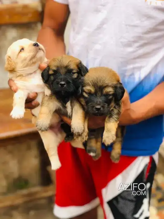 Chiot Pékinois de 20 jour in الدار البيضاء, MOROCCO | Azifo