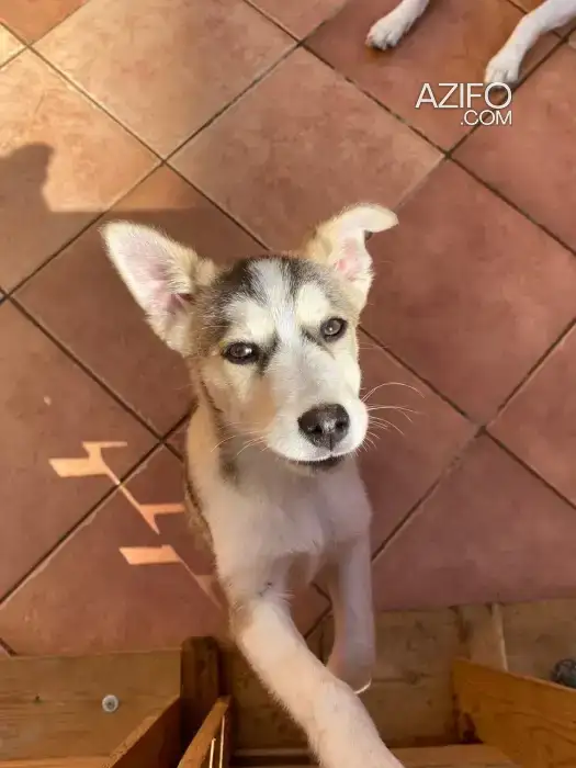 Chiot Femelle Husky Sibérien de 3 mois in الرباط, MOROCCO | Azifo