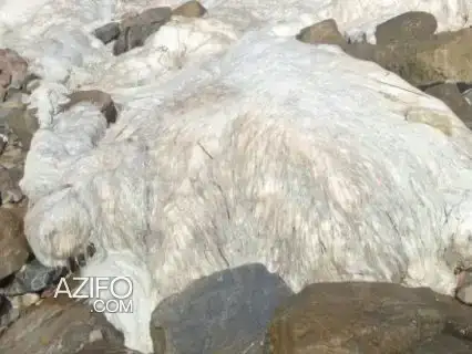 عنبر الحوت  الكمية كبيرة للاستفسار ومعرفة التفاصيل in Casablanca, MOROCCO | Azifo