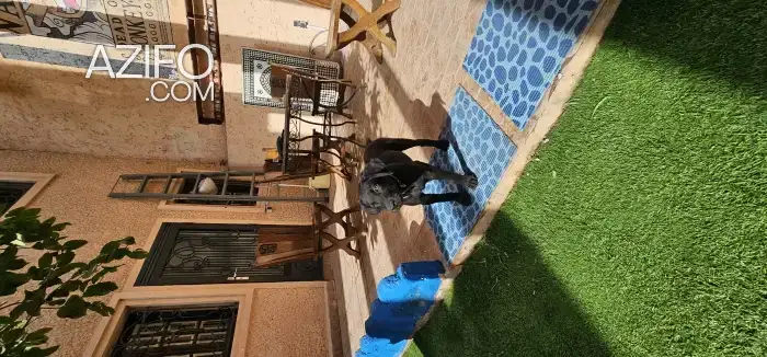 Chien Labrador Retriever in مراكش, MOROCCO | Azifo