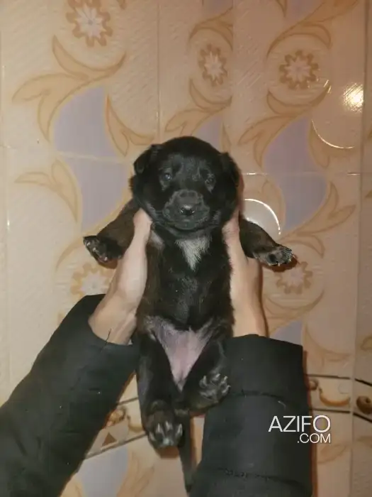 Portée de Chiots Berger Malinois Charbonné in مكناس, MOROCCO | Azifo