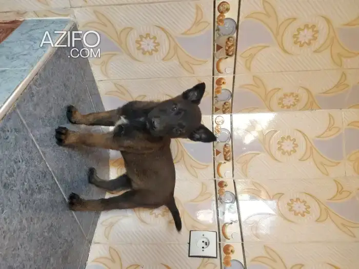 Portée de Chiots Berger Malinois Charbonné in مكناس, MOROCCO | Azifo