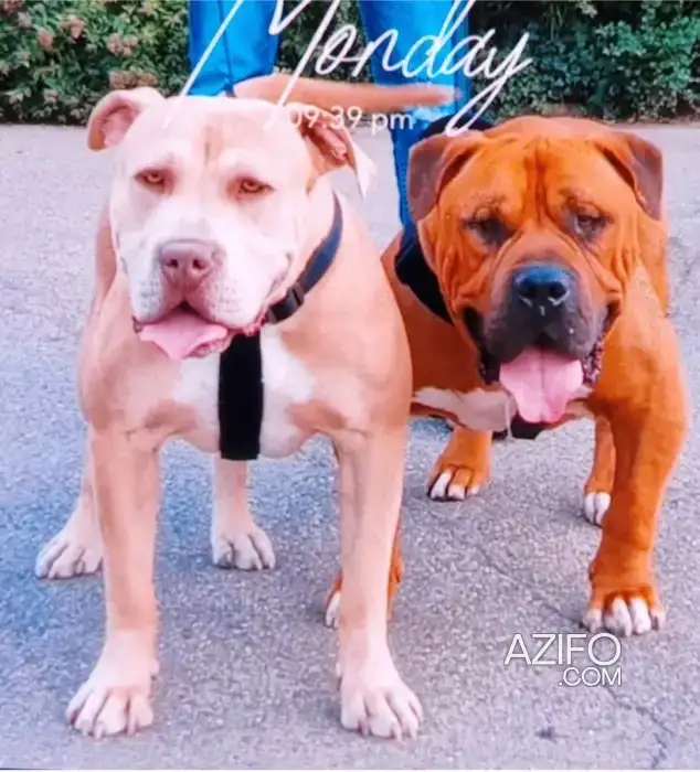 Chien American Bully avec Pedigree in مكناس, MOROCCO | Azifo