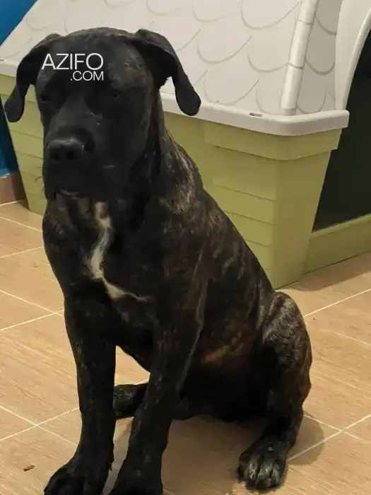 Chiot Mâle Cane Corso de 5mois in سلا, MOROCCO | Azifo