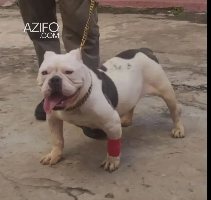 Chien American Bully de 4 ans in سلا, MOROCCO | Azifo