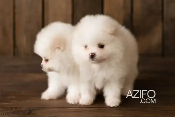 Chien Spitz Poméranien (Loulou de Poméranie) in الدار البيضاء, MOROCCO | Azifo