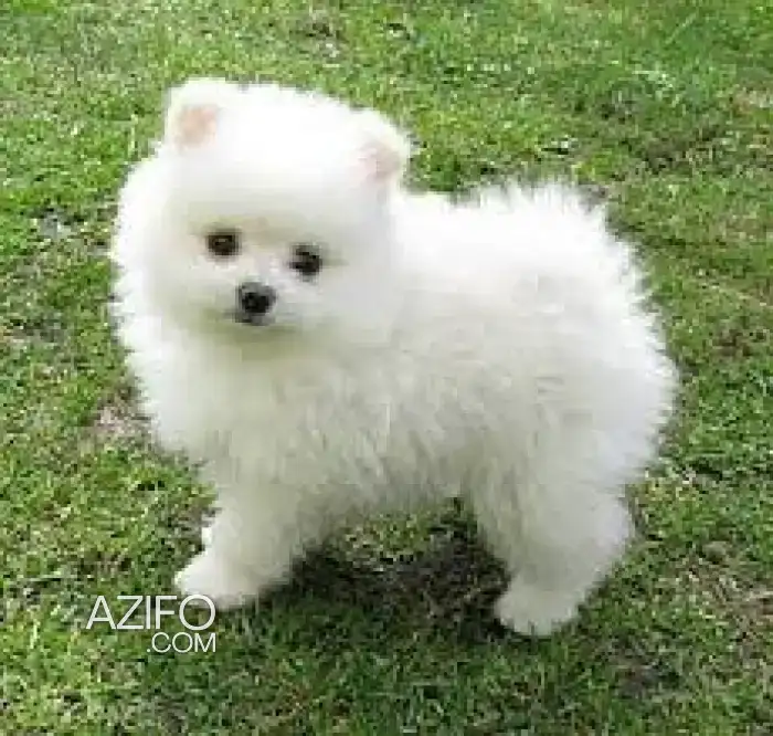 Chien Spitz Poméranien (Loulou de Poméranie) in الدار البيضاء, MOROCCO | Azifo