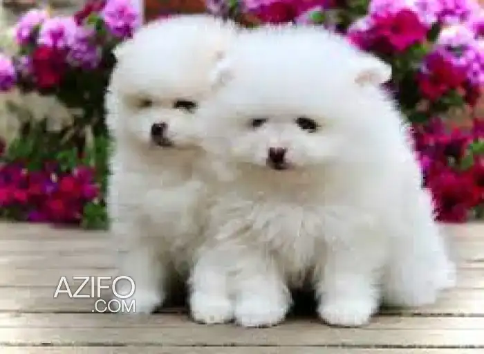Chien Spitz Poméranien (Loulou de Poméranie) in الدار البيضاء, MOROCCO | Azifo