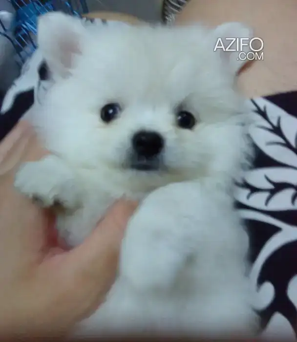 Chiot Spitz Poméranien (Loulou de Poméranie) de 2 mois in الدار البيضاء, MOROCCO | Azifo