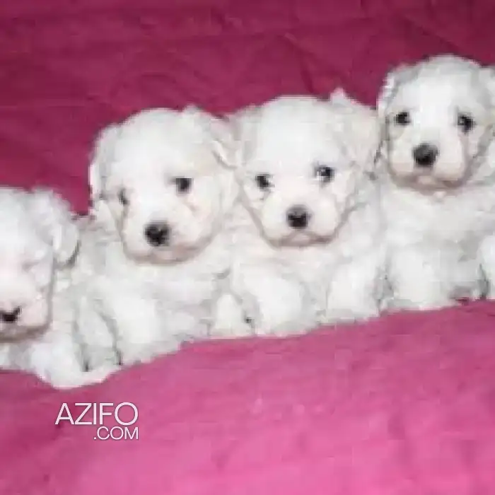 Chiot Bichon Maltais de 2 mois in الدار البيضاء, MOROCCO | Azifo