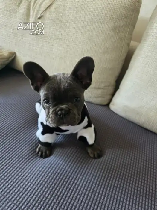 Chien Bulldog Français in الدار البيضاء, MOROCCO | Azifo