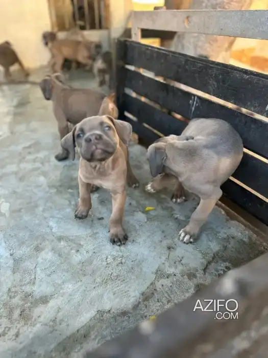Portée de Chiots Cane Corso Noir de 3 mois in الدار البيضاء, MOROCCO | Azifo