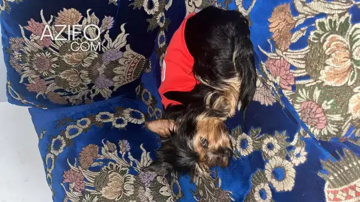 Adoption : Femelle Yorkshire Terrier in تمارة, MOROCCO | Azifo