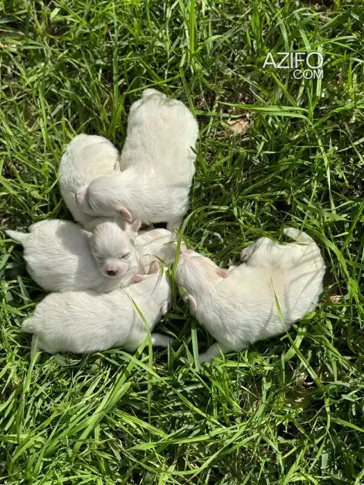 Chien Femelle Spitz in الدار البيضاء, MOROCCO | Azifo