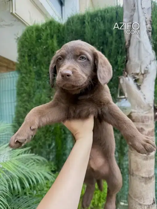 Chiot Labrador Retriever Chocolat de 49jours in الدار البيضاء, MOROCCO | Azifo