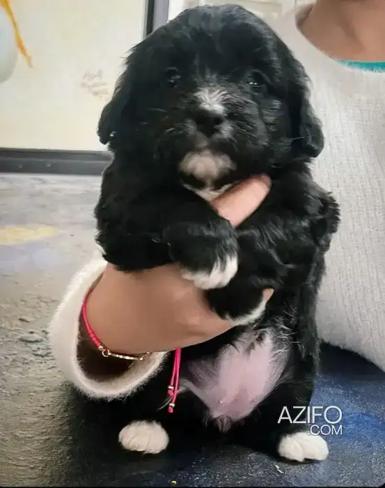 Chiot Femelle Bichon Blanc de 6 semaines in الدار البيضاء, MOROCCO | Azifo