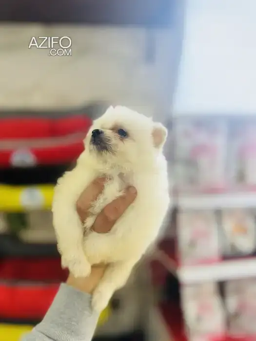 Chiot Femelle Spitz de 2mois in Casablanca, MOROCCO | Azifo