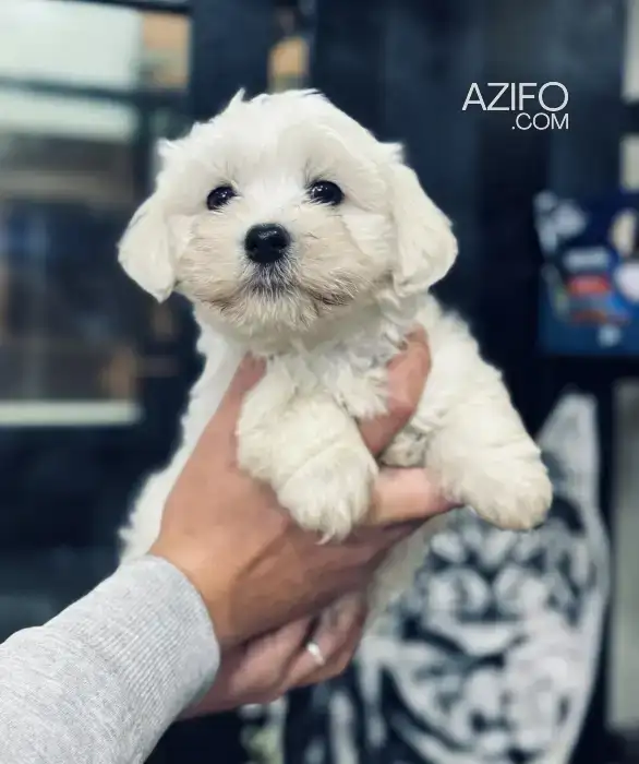 Chiot Bichon Maltais de 2mois et demi in Casablanca, MOROCCO | Azifo