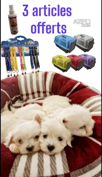 Chiot Femelle Bichon Maltais in Casablanca, MOROCCO | Azifo
