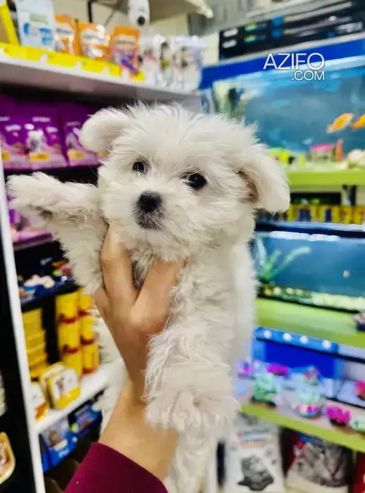 Chiot Femelle Bichon Maltais de 3 mois in Casablanca, MOROCCO | Azifo